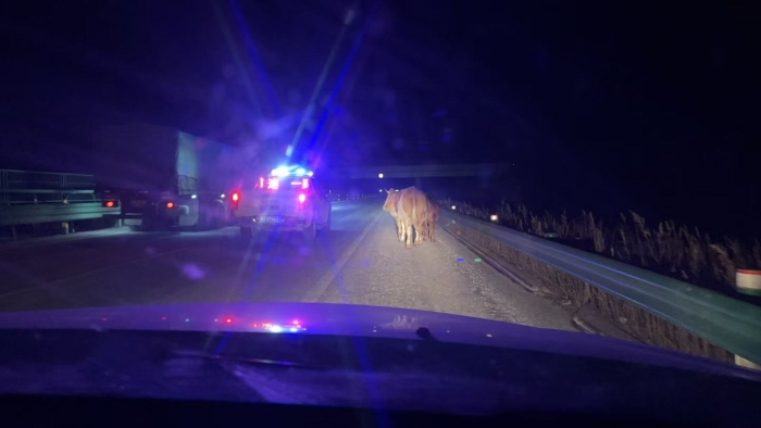 冬夜应急！张家口分中心沽源养护队零下28℃处置牲畜闯入隐患
