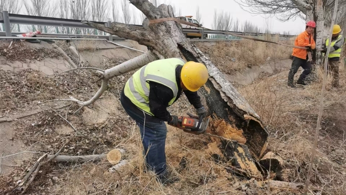 张家口分中心宣化养护队快速处置倒伏枯树，全力保障宣大高速安全畅通1