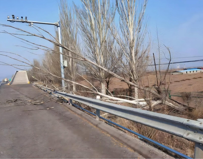 张家口分中心宣化养护队快速处置倒伏枯树，全力保障宣大高速安全畅通
