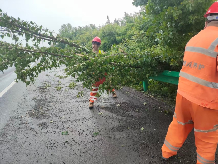养护分公司张家口分中心涿鹿养护队：抢抓雨停间隙处置倒伏树木，筑牢高速公路行车安全屏障